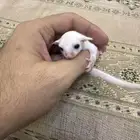 سنجاب شوقر قلايدر او الطائر