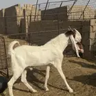 للبيع تيوس مشروطه القريع