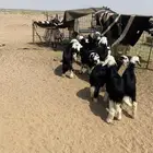 بهم نجد طيب
