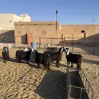 معزا العدد 7 سنونهن تامات ضريعن لهن ثلاث شهور