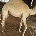 حوار مقفل فل