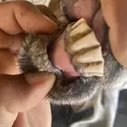 عنز حايل لها سنتين ديوسها سليمه وفيها حليب