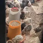 صوص صيصان فيومي مشكل مع بلدي