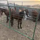 تيوس مشاريع