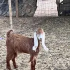 جفره.