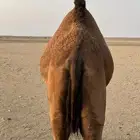 بكار حمر
