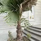 نخل واشنطونية