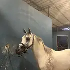 الخيل شعبي شيخخ