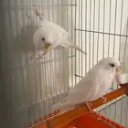 طيور بادجي للبيع او بدل
