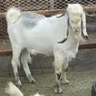 تيس عارضي فحل شق ثلاثه