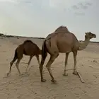 ناقه خلفه