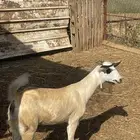 للبيع جفره بيشيه