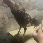 للبيع ديك ميوالي