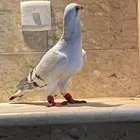 حمام