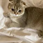 انثى سكوتش فولد