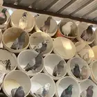 حمام متزاوج فرنسي سلفر