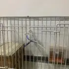 طير بادجي انتاج شامل الملحقات