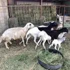 غنم ولد للبيع عدد 4