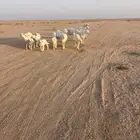 غنم مواليد