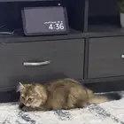 قطة للتبنى