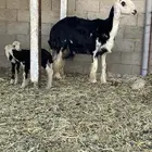 ثنية صنف تحتها رخال