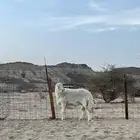 طلي فحل صنف تم البيع
