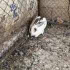 للبيع أرانب العدد 15 كلش ساسهن واحد