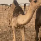 للبيع حاشي لباني