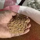 حنطة ( بر ) إنتاج مزارع الفوارة