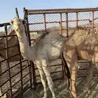 قعود وبكره
