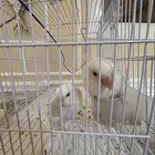 طيور روز للبيع