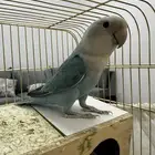 ذكر روز كان اليف جدا  الحين فيه خوف