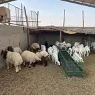 ذبايح حري نعيمي تيوس