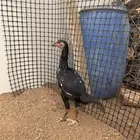 دجاجه باكستاني اللون اسود
