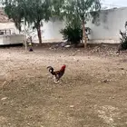 دجاج