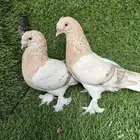 جوز تركي ارفلي