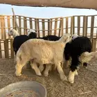 بهم نجد