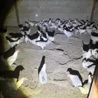 دجاج فيومي