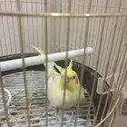 طير كروان اليف العمر سنه وشهر