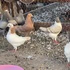 طبات كنق 5 اجواز الالوان فاخره