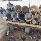 حمام