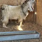 تيس عارضي اصفر وعنز