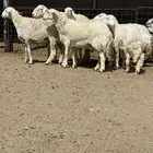 شياه حريات