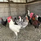 دجاج بلدي