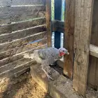 بط ورومي للبيع