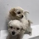 كلب مالتيز للتبني