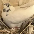 اربع اجواز باكستاني