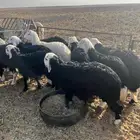 بهم نجد