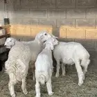 جميع انواع الذبائح للبيع رفيدي بربر حري نجدي تيس ساكني
