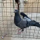 للبيع حمام باكستاني
